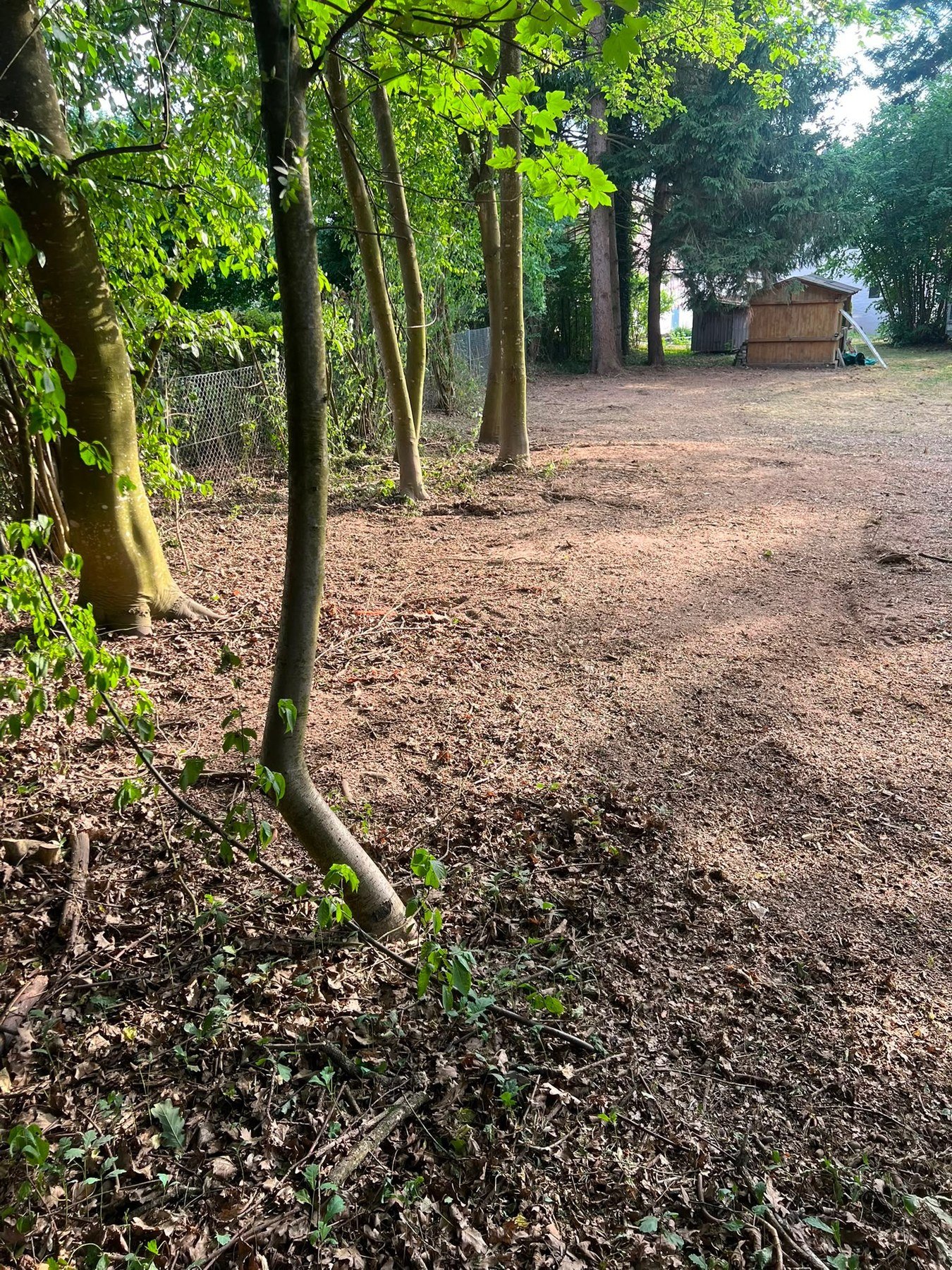 Grundstücksfreilegung – Wald- und Gartenbereich